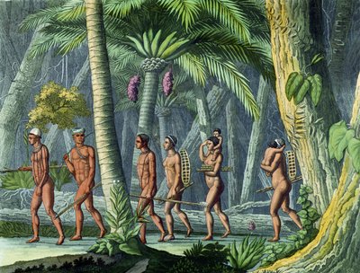 Puris nella loro foresta, da 
